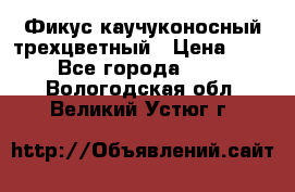 Фикус каучуконосный трехцветный › Цена ­ 500 - Все города  »    . Вологодская обл.,Великий Устюг г.